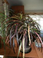 Занзибар в мае 2014.jpg