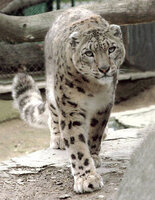 снежный барс.jpg