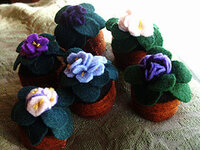 African violets pinncasions.jpg