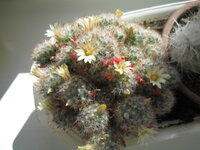 кактусы 003.jpg