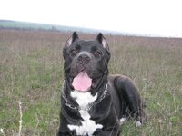 Копия моя корсиха.JPG