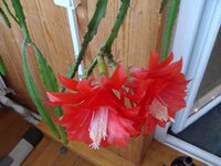 бутон кактуса .jpg