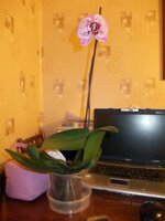 Изображение 287907.jpg