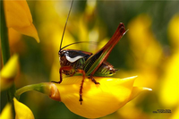 сверчок Корфу.png