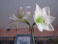 Изображение 898.jpg