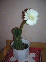 27 кактус_4.jpg