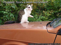 Кот на машине.jpeg