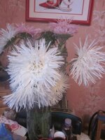 Изображение 519.jpg