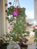 Изображение 2518.jpg