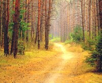 осенний лес светл..jpeg