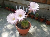 эхинопсис 2015_2.JPG