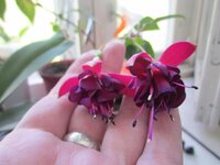 Изображение 1129.jpg