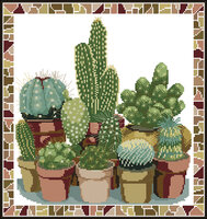 кактусы.jpg