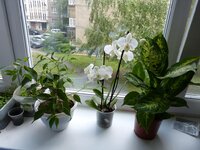 Новые цветы 11.06.12..jpg