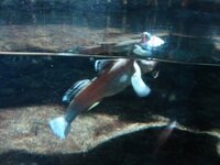 рыба, которая дышит воздухом.jpg