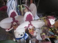 Изображение 211.jpg