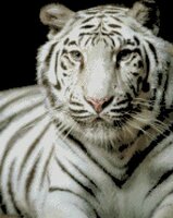Jaenne Bonner White Tiger.jpg