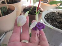 Изображение 1135.jpg