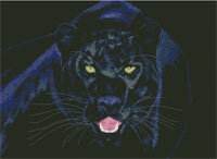 Чёрная пантера.jpg