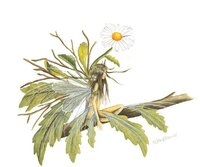 daisy faery.JPG
