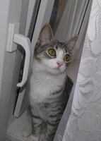 На подоконике.jpg