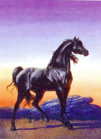 Black Stallion.png