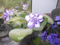 Изображение 287902.jpg