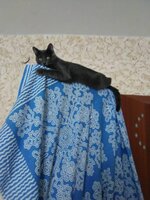 обезьяна фиса.jpg