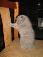 Кошка 13.12.2008 006.jpg