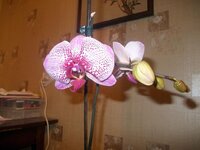 Изображение 287934.jpg