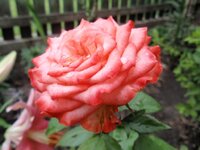 форум розы5.jpg