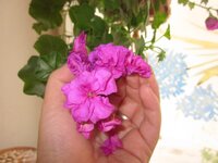 Изображение 1176.jpg