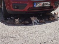 жаркое лето.jpg