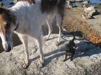 Ася и пес.jpg