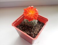 Rebutia Senilis v.iseleniana.jpg