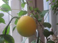 Изображение 510.jpg