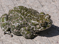 зеленая жаба.png