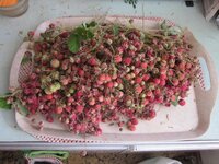 Изображение 1292.jpg