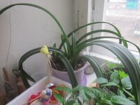 Изображение 31434.jpg