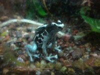 ядовитый лягушонок.jpg