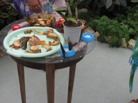 Дом бабочки.jpg