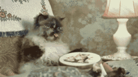 Кот вышивает.gif