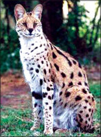 z_jun-p10-Big eared05.jpg