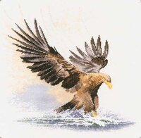 481_Eagle in Flight.jpg