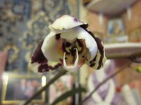 Изображение 2169.jpg