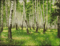 Березовая  роща от Ющук (РМ).jpg