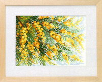 078 - Japan mimosa.jpg