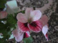 Изображение 1119.jpg