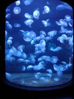 подводный мир.jpg