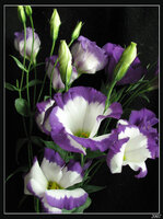 Леврон Цвете-25.jpg